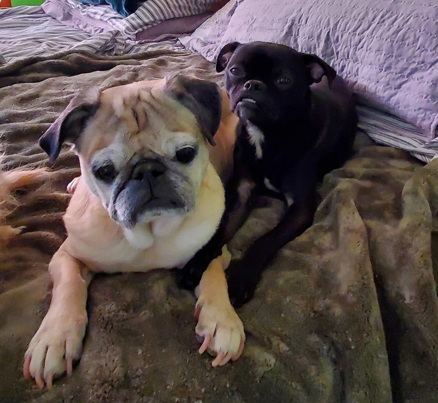 Two pugs together, from the For the Pug photo archive